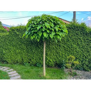 Katalpa bignóniovitá (Catalpa bignonioides) ´NANA´ - výška 250-300 cm, obvod kmeňa 8/10 cm, kont. C25L